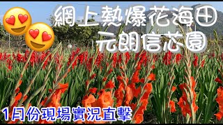 人氣花海熱點元朗信芯園 | 玫瑰隧道紫藤花隧道南瓜車 | 劍蘭百合花海 | 現場直擊1月份最新現況 |  香港好去處 | 假日親子遊 | 年宵花市 | 附上水出發交通指南