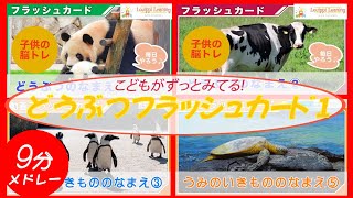 フラッシュカード メドレー どうぶ つ1 赤ちゃんと 子供が喜ぶ 動物 海の生き物 フラッシュカード 幼児向け 知育動画 Animal Flashcards for toddler and kids