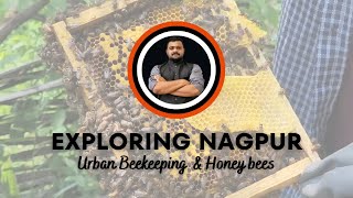 Exploring Urban Beekeeping \u0026 Honeybees in Nagpur