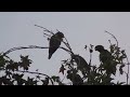 parrots of el cajon at wells park