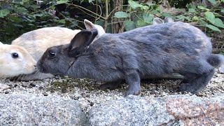 【うさぎの喧嘩】鼻と鼻を合わせたのが激闘の合図【追い回し】