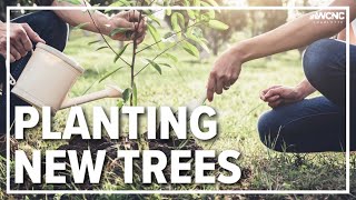 Tips for planting a new tree on your property