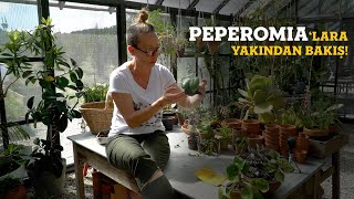 Peperomia'lara Yakından Bakış 👀  Bitkileri Tanıyalım - Labofem