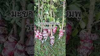 #garden #มะขามเทศสีชมพู #กิ่งตอน