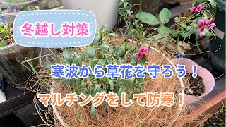 冬越し対策！マルチングをして宿根草・一年草を寒さから守ろう！