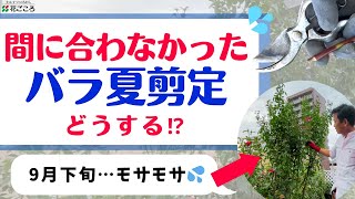 【バラ】夏の剪定に出遅れた？そのまま咲かせる？剪定する？