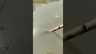 টেটা দিয়ে দিনে মাছ ধরা   port-1177 #video #viral #foryou #trending #fishing #fish