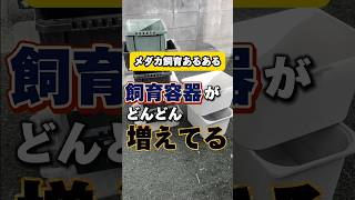 メダカ飼育あるある(容器問題編)