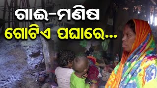 ଗାଈ-ମଣିଷ ଗୋଟିଏ ପଘାରେ...  | Odisha Reporter