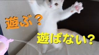 ゼンマイのオモチャで遊ぶ猫/スコティッシュフォールド（Cat playing with a spring toy/Scottish Fold）