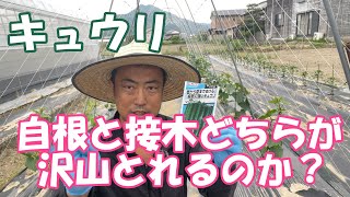 キュウリは接木と自根、実生、直まきとどちらがいいのか？接木のメリットを選ぶべきはどちらがいいのか？