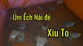 Cách Úm Ếch dẻ hiệu quả #hailuanuoiech