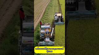 นายุคใหม่ #เท็นเดอร์ #farming #กิ่งทองใบหยกคู่เกษตรกรไทย #กิ่งทองใบหยกนำโชค #agriculture