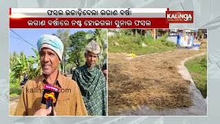 Unseasonal rains damage crops in Ganjam; farmers in distress || Kalinga TV