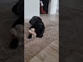 А КАК ВСТРЕЧАЕТ ВАША СОБАКА canecorso ткачевы canecorsoitaliano corsoshots