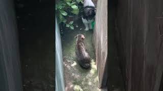 #フィリピンの野良猫 2022年3月22日 フィリピン犬にカウンターを喰らわす子