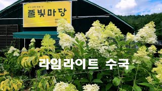 라임라이트수국.판매합니다