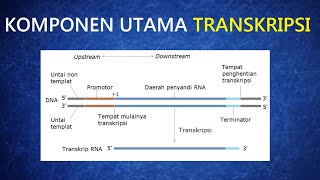 KOMPONEN UTAMA TRANSKRIPSI | EKSPRESI GEN PART 3 | BELAJAR GENETIKA