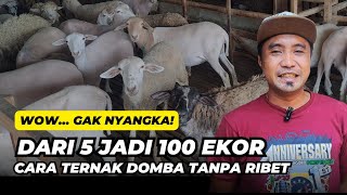 Cara Ternak Domba Tanpa Ribet, Dari 5 Menjadi 100 Ekor | @AGROTV9