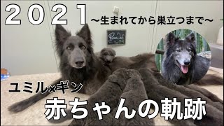 2021ベビーの軌跡【1/4オオカミ犬】