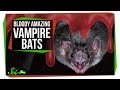 Bloody Amazing Facts About Vampire Bats