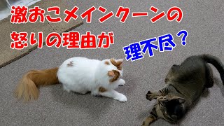 激おこメインクーンの怒る理由がキジトラ猫には理不尽すぎる件