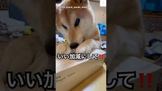 激怒😠お姉ちゃんに怒られる柴犬が全く反省してない😂　#柴犬　#犬　#犬のいる暮らし #いぬ　#柴犬のいる暮らし