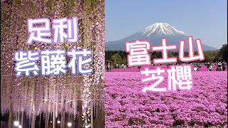 日本賞櫻 | 足利紫藤花\u0026富士山芝櫻