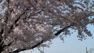 京阪交野線と桜(2009-04)Trains with cherry blossoms / Keihan Ry.