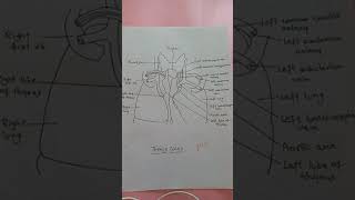 Thymus gland