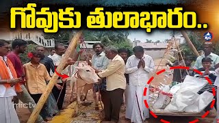 రాష్ట్ర శ్రేయస్సు కోసం గోవుకు తులాభారం..Tulabhara Ritual With Cow in East Godavari's Temple | Mic TV