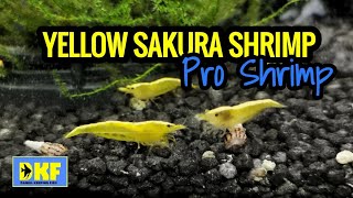 Pro Shrimp Yellow Sakura shrimp unboxing and acclimation.