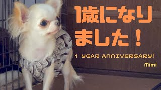 【ロングコートチワワ】１歳になったチワワはこちらです 【Chihuahua】One year Anniversary!! ♡