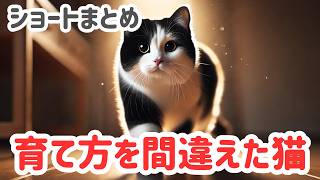 (ショートまとめ)育て方を間違えた猫がとる行動