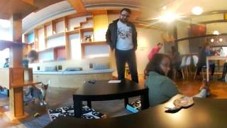 A 360° Look Inside St. Louis' First Cat Cafe - Mauhaus