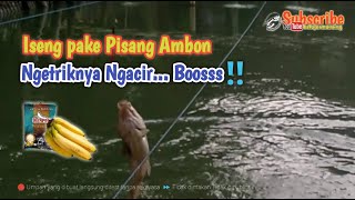 Umpan Ikan Mas Djempol Premium Wangi Biang Susu Mix Pisang Ambon || Langsung Test