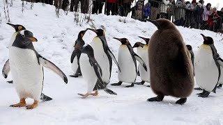 ペンギンも雪待ってた！　旭山動物園で恒例の「散歩」