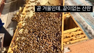 산란이 끝나지않는 11월말 벌통 상황😵‍💫