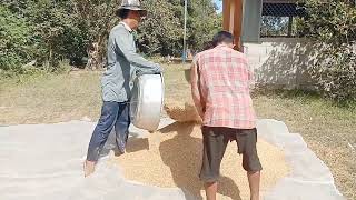 Rice harvest activities/ម៉ាស៊ីនបោកស្រូវ