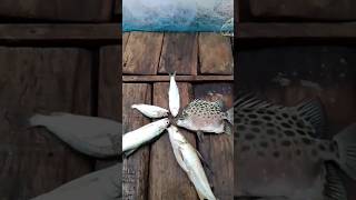 SUNDARBAN RIVER FISHING VIDEO❤😍||সুন্দরবনের নদী থেকে মাছ ধরলাম||#shorts #shortsfeed #shortvideo#new