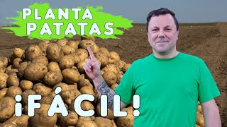 Cómo Plantar Patatas en Casa: Guía Paso a Paso