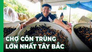 CHỢ CÔN TRÙNG LỚN NHẤT TÂY BẮC - Cùng Hải SAPA TV khám phá Chợ Nà Si bán sâu bọ tại Sơn La