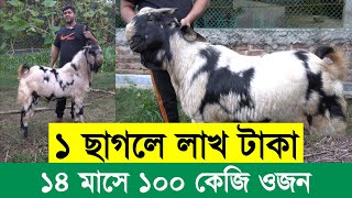 উন্নত জাতের আধুনিক ছাগল খামার, ১৪ মাসে ১০০ কেজি ওজন । Goat Farming । Shadhin  Krishi