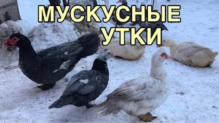 Мускусные утки - Удивительная птица / Полное описание / Содержание / Разведение / История и Уход