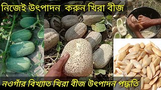 নওগাঁর বিখ্যাত খিরা বীজ উৎপাদন পদ্ধতি। খিরা বীজ চাষ। খিরা বীজ উৎপাদন পদ্ধতি।