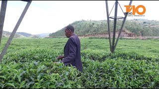 Abasoromyi b'Icyayi bo mu karere ka Rulindo na Rutsiro, barinubira guhembwa intica ntikize. / Inkuru