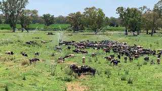 Summertime Cows