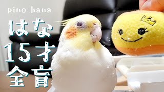 15才全盲はなちゃんの日常　  cockatiel　pinohana　Totally blind　編集ソフト少し改善し動画内にコメント入力が出来るようになりました