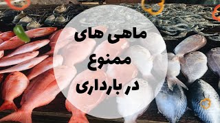 ماهی های با جیوه بالا/  ماهی ممنوع در بارداری/چه ماهیهایی در بارداری مناسبن/#ماهی_قزلآلا #جیوه_قرمز