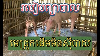 របៀបព្យាបាលមេជ្រូកផើមមិនសុីបាយ, How to treat pregnant pigs do not eat rice.